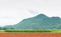 Corn plantation in Thailand Royalty Free Stock Photo