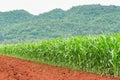 Corn plantation in Thailand Royalty Free Stock Photo