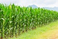 Corn plantation in Thailand Royalty Free Stock Photo