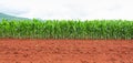 Corn plantation in Thailand Royalty Free Stock Photo