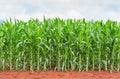 Corn plantation in Thailand