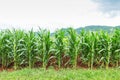 Corn plantation in Thailand Royalty Free Stock Photo