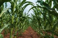 Corn plantation. Young green maize crops in cultivated field in diminishing perspective