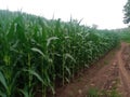 corn plantations in the fields of residents of the territory of Indonesia