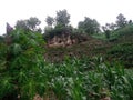 corn plantations in the fields of residents of the territory of Indonesia