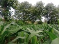 corn plantations in the fields of residents of the territory of Indonesia