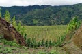 Corn planted around an excavation