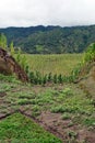 Corn planted around an excavation