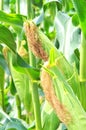 Corn plants Royalty Free Stock Photo