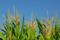 Corn plants Royalty Free Stock Photo