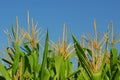 Corn plants