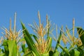 Corn plants