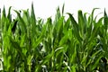 Corn Plants Royalty Free Stock Photo