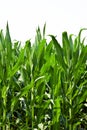 Corn Plants Royalty Free Stock Photo