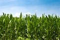 Corn Plants Royalty Free Stock Photo