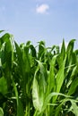 Corn Plants Royalty Free Stock Photo