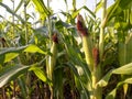 Corn plants bearing fruit Royalty Free Stock Photo