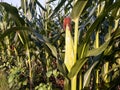 corn plants are bearing fruit Royalty Free Stock Photo