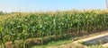 Corn plants cultivation in a field Royalty Free Stock Photo