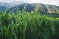 Corn plants damaged by a hail storm in alps in Austria Royalty Free Stock Photo