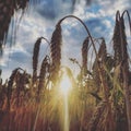 Corn plants field in the sunhine