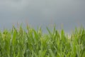 Corn plants under dark clouds in the Flemish countryside