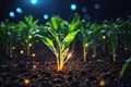 Corn plants growing in cultivated agricultural field. Maize field close up