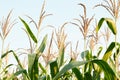 Corn plants growing in the field, agrarian plantation of fodder culture