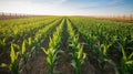 Corn Plants Growing in a Field Under a Bright Sky in Nebraska During Summertime Royalty Free Stock Photo