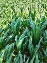 corn plants that have started to grow thick green leaves in the rice fields