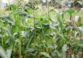 Corn plants in homemede vegetable garden Royalty Free Stock Photo