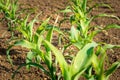 Corn plants from organic farming in Italy Royalty Free Stock Photo