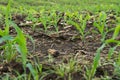 Corn plants that are planted in rows shortly after germination