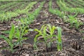 Corn plants that are planted in rows shortly after germination