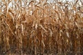 Corn plants ready for harvest Royalty Free Stock Photo