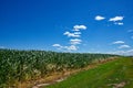 Corn plants in rows, blue sky and clouds above