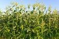 Corn plants, a staple food of the world