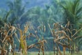 Corn plants that are starting to mature are in the middle of a rice field with a backdrop of coconut trees and a bright blue sky. Royalty Free Stock Photo