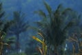 Corn plants that are starting to mature are in the middle of a rice field with a backdrop of coconut trees and a bright blue sky. Royalty Free Stock Photo