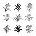 Corn Plants in Various Styles A Vector Illustration Set, Corn Plant Silhouette Royalty Free Stock Photo