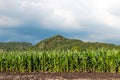 corn plots in farmland corn field corn planting corn cultivation