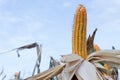 Corn pods on dried plants Waiting for harvest,Corn crops on dried corn trees is prompt to harvest Royalty Free Stock Photo
