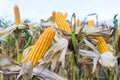 Corn pods on dried plants Waiting for harvest,Corn crops on dried corn trees is prompt to harvest Royalty Free Stock Photo