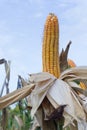 Corn pods on dried plants Waiting for harvest,Corn crops on dried corn trees is prompt to harvest Royalty Free Stock Photo