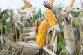 Corn pods on dried plants Waiting for harvest,Corn crops Royalty Free Stock Photo