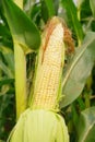 Corn pods on the corn plant,corn field in agricultural garden, pods corn on trunk Royalty Free Stock Photo