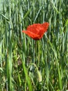 Corn poppy Royalty Free Stock Photo