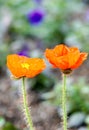 Corn poppy