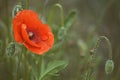 Corn poppy bloom in close-up