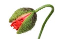 Corn poppy, bud Royalty Free Stock Photo